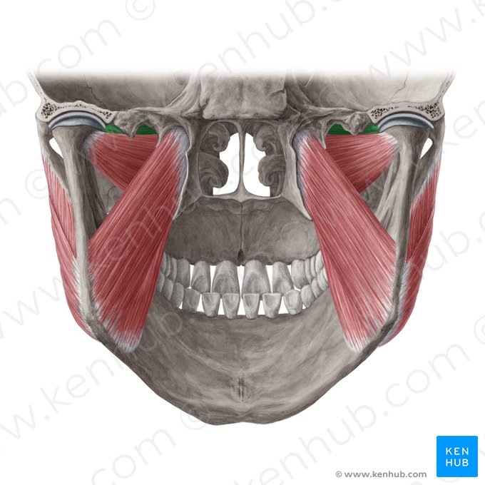 Cabeça superior do músculo pterigóideo lateral (Caput superius musculi pterygoidei lateralis); Imagem: Yousun Koh