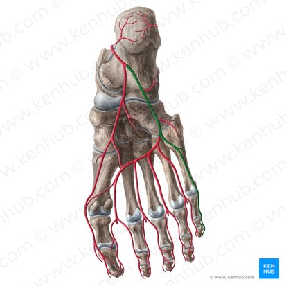 Lateral plantar artery (Arteria plantaris lateralis); Image: Liene Znotina