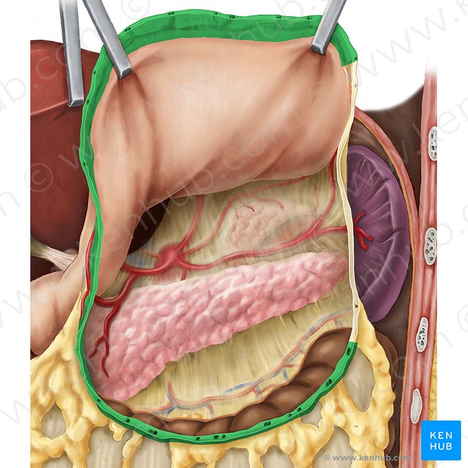 Ligamento gastrocólico (Ligamentum gastrocolicum); Imagem: Esther Gollan