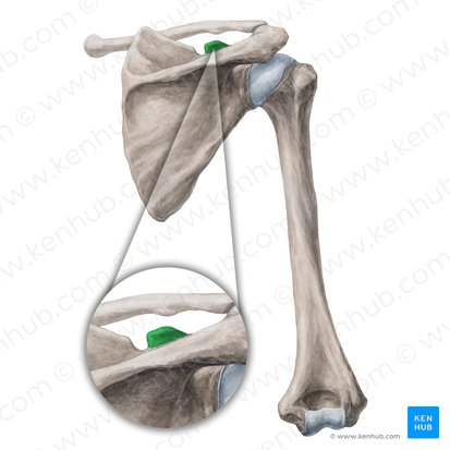 Processus coracoideus scapulae (Rabenschnabelfortsatz des Schulterblatts); Bild: Yousun Koh