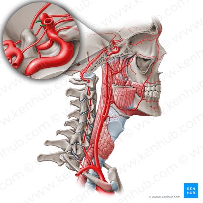 Arteria choroidea anterior (Vordere Aderhautarterie); Bild: Paul Kim