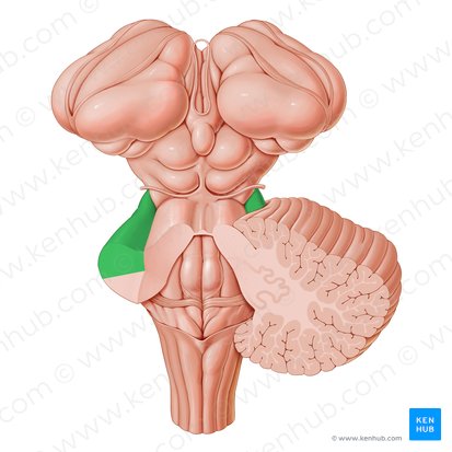 Middle cerebellar peduncle (Pedunculus cerebellaris medius); Image: Paul Kim