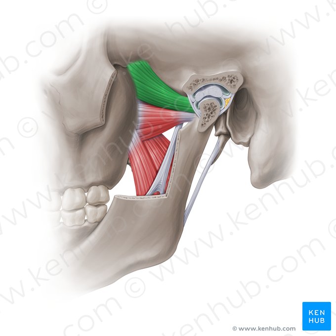 Cabeza superior del músculo pterigoideo lateral (Caput superius musculi pterygoidei lateralis); Imagen: Paul Kim