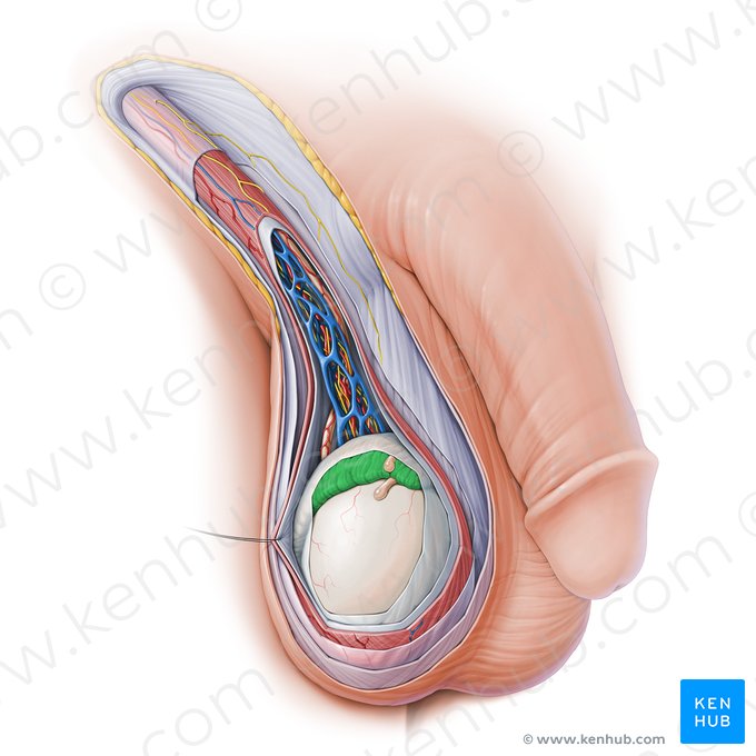 Epidídimo (Epididymis); Imagem: Paul Kim