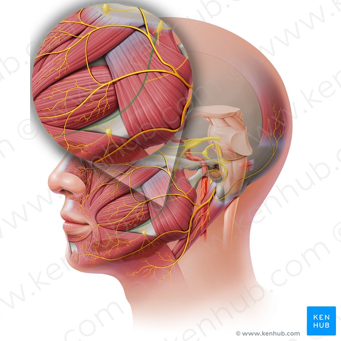 Nervo lingual (Nervus lingualis); Imagem: Paul Kim