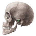 Temporomandibular joint