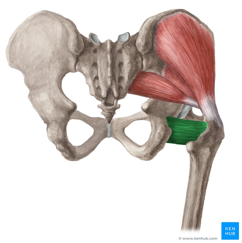 Músculo quadrado femoral (verde) - vista posterior