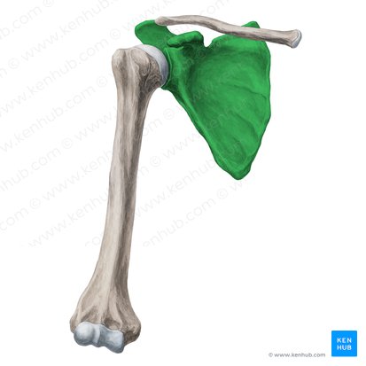 Escápula (Scapula); Imagen: Yousun Koh