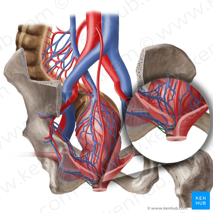 Arteria anorectalis inferior (Untere Mastdarmarterie); Bild: Begoña Rodriguez