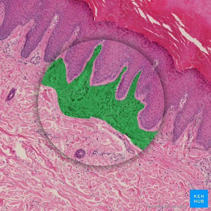 Tejido conectivo laxo (Textus connectivus laxus); Imagen: 