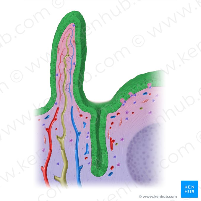 Simple columnar epithelium (with microvillous border) (Epithelium simplex columnare microvillosum); Image: Paul Kim