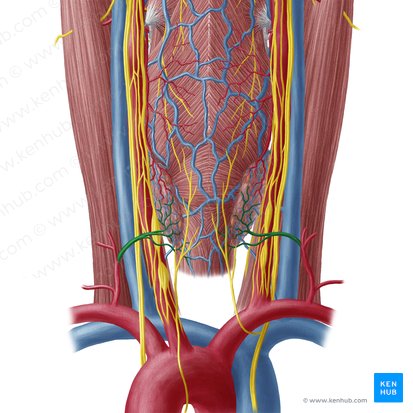 Arteria tiroidea inferior (Arteria thyroidea inferior); Imagen: Yousun Koh