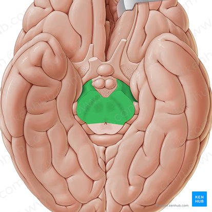 Cerebral peduncle (Pedunculus cerebri); Image: Paul Kim