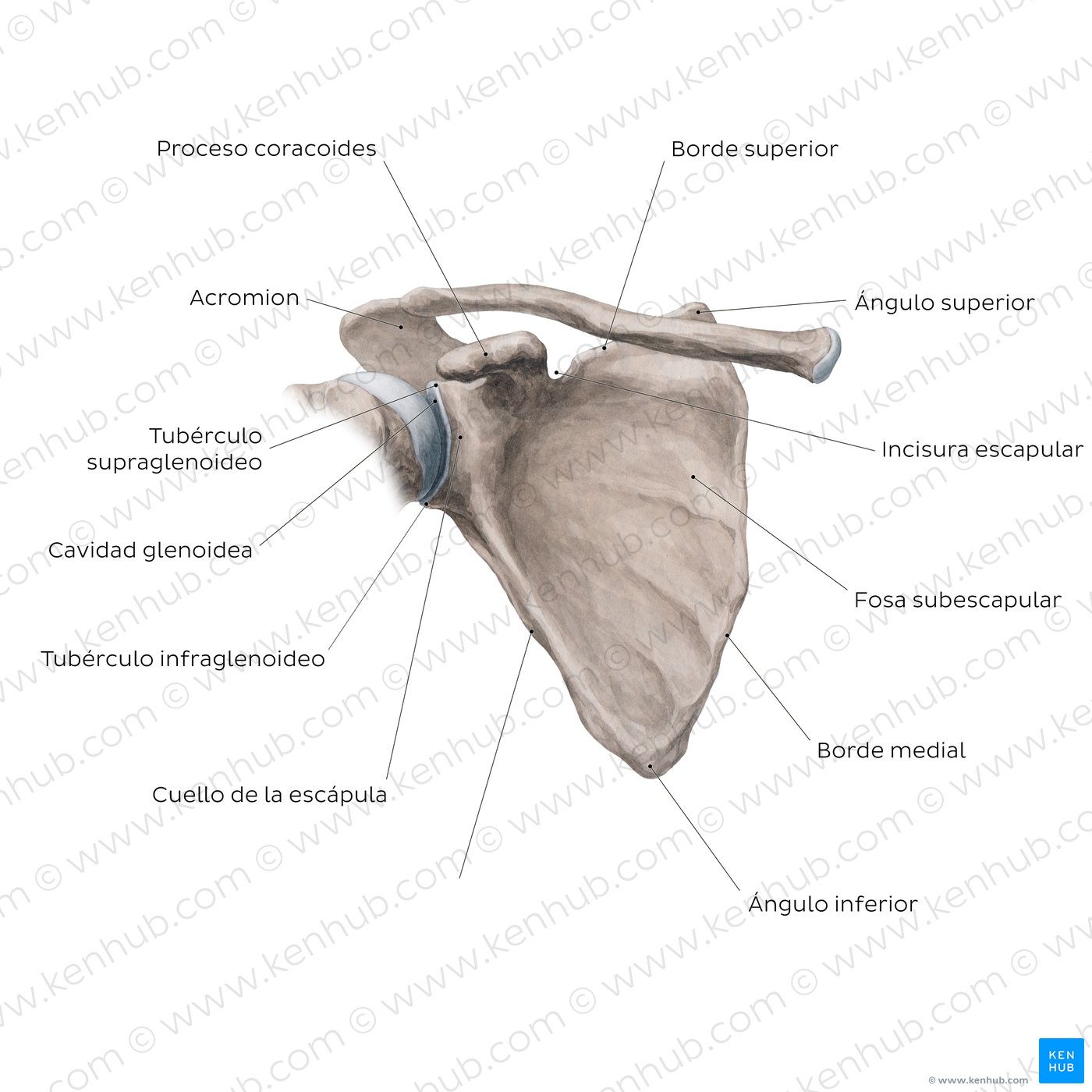 Escápula: vista anterior