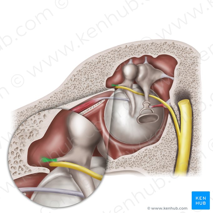 Ligamento anterior do martelo (Ligamentum anterius mallei); Imagem: Mao Miyamoto