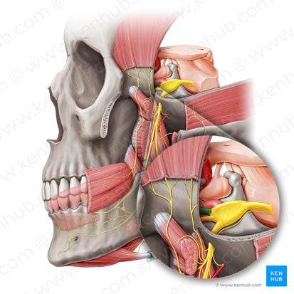 Nervo oftálmico (Nervus ophthalmicus); Imagem: Paul Kim