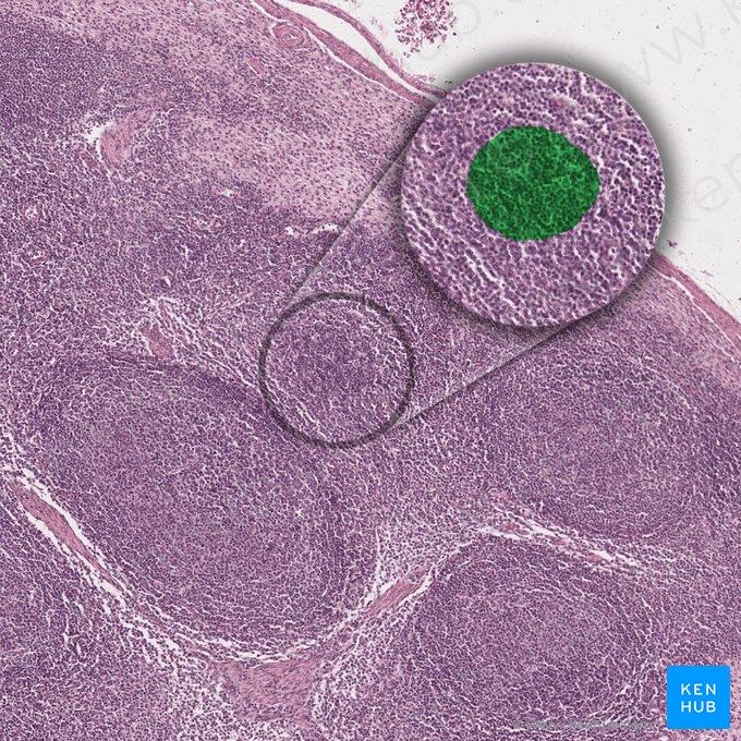 Primary lymphoid nodule (Nodulus lymphoideus primarius); Image: 