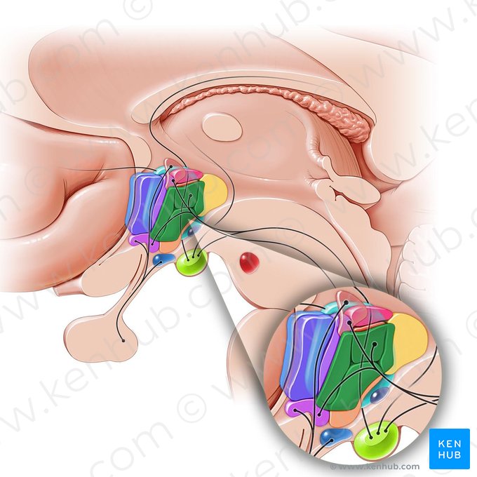 Núcleo periventricular do hipotálamo (Nucleus periventricularis hypothalami); Imagem: Paul Kim