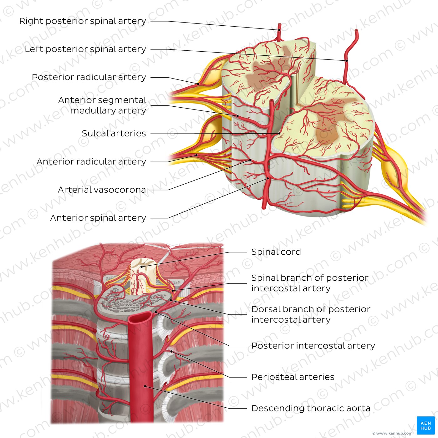 Arteries of the spinal cord