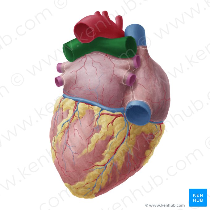 Artéria pulmonar (Arteria pulmonalis); Imagem: Yousun Koh
