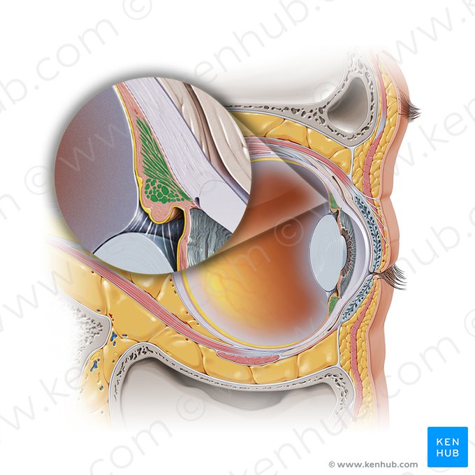 Ciliary muscle (Musculus ciliaris); Image: Paul Kim