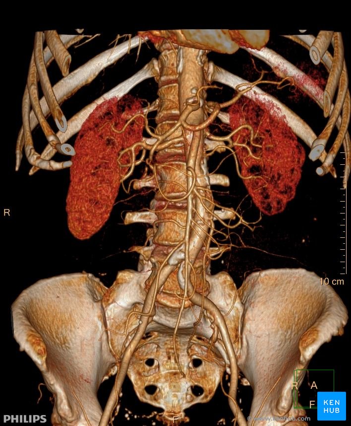 Radiological anatomy Xray, CT, MRI Kenhub