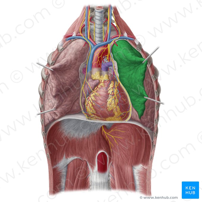 Lobo superior do pulmão esquerdo (Lobus superior pulmonis sinistri); Imagem: Yousun Koh
