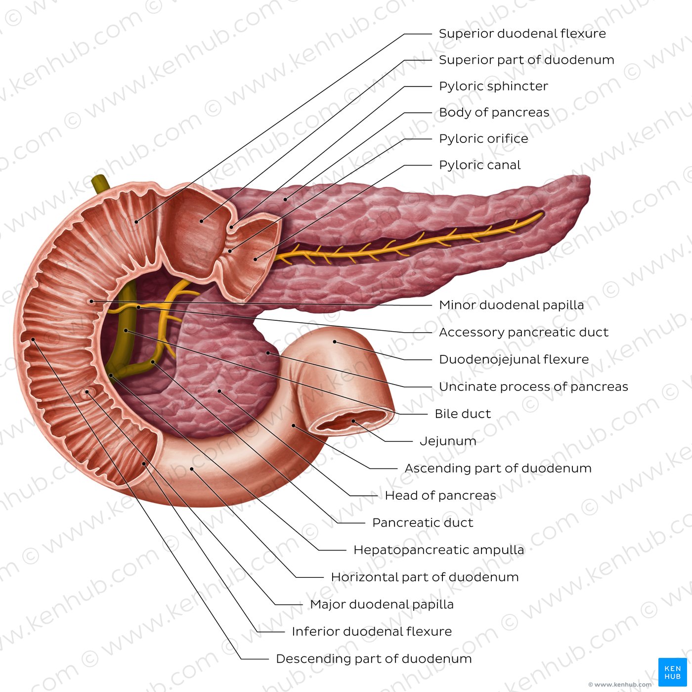 Pancreatic ducts