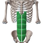 Rectus sheath