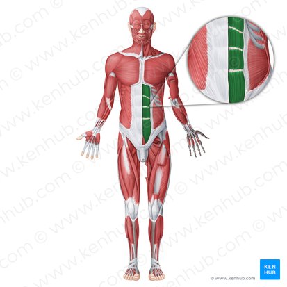 Músculo recto del abdomen (Musculus rectus abdominis); Imagen: Irina Münstermann