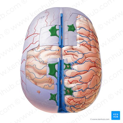 Lateral lacunae of superior sagittal sinus (Lacunae laterales sinus sagittalis superioris); Image: Paul Kim