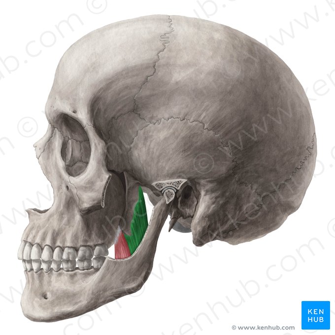 Cabeça profunda do músculo pterigóideo medial (Caput profundum musculi pterygoidei medialis); Imagem: Yousun Koh