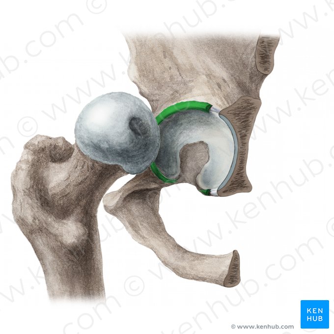 Acetabular labrum (Labrum acetabuli); Image: Liene Znotina