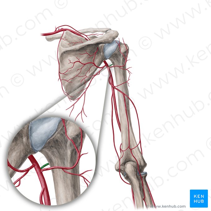 Artéria circunflexa anterior do úmero (Arteria circumflexa anterior humeri); Imagem: Yousun Koh