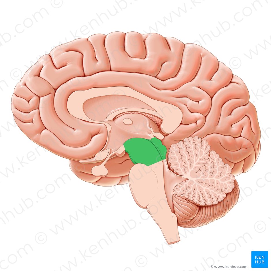 Midsagittal section of the brain: Anatomy | Kenhub