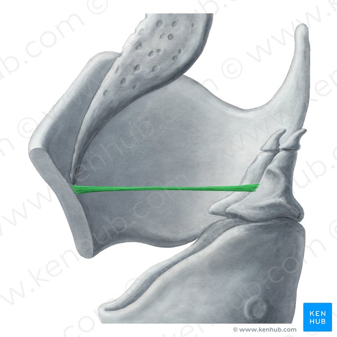 Ligamento vestibular (Ligamentum vestibulare); Imagem: Yousun Koh