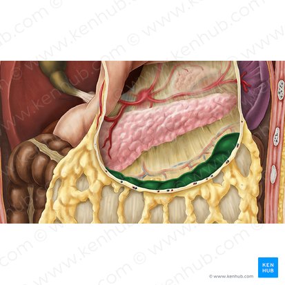 Transverse colon (Colon transversum); Image: Esther Gollan