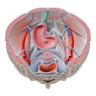 Median umbilical ligament