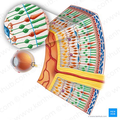 Photoreceptors: Rods and cones