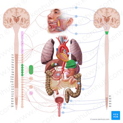 Estómago (Gaster); Imagen: Paul Kim