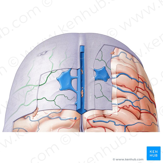 Rami arteriae meningeae mediae (Äste der mittleren Hirnhautarterie); Bild: Paul Kim