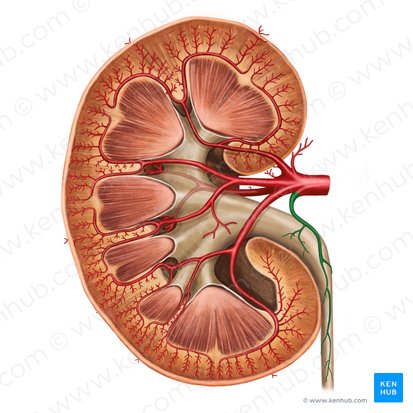 Ureteric branch of renal artery (Ramus uretericus arteriae renalis); Image: Irina Münstermann