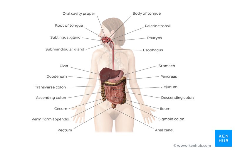 Labeled diagram of the digestive system anatomy