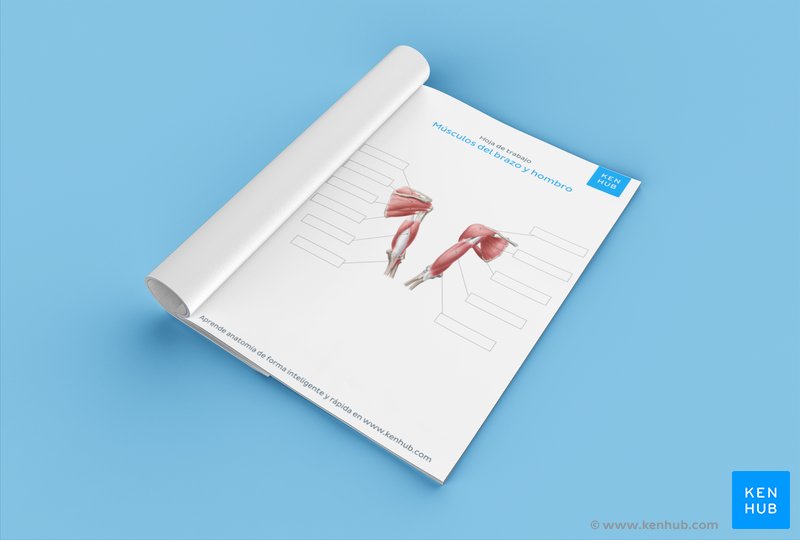 Descarga este diagrama sin rotular sobre los músculos del brazo y del hombro.