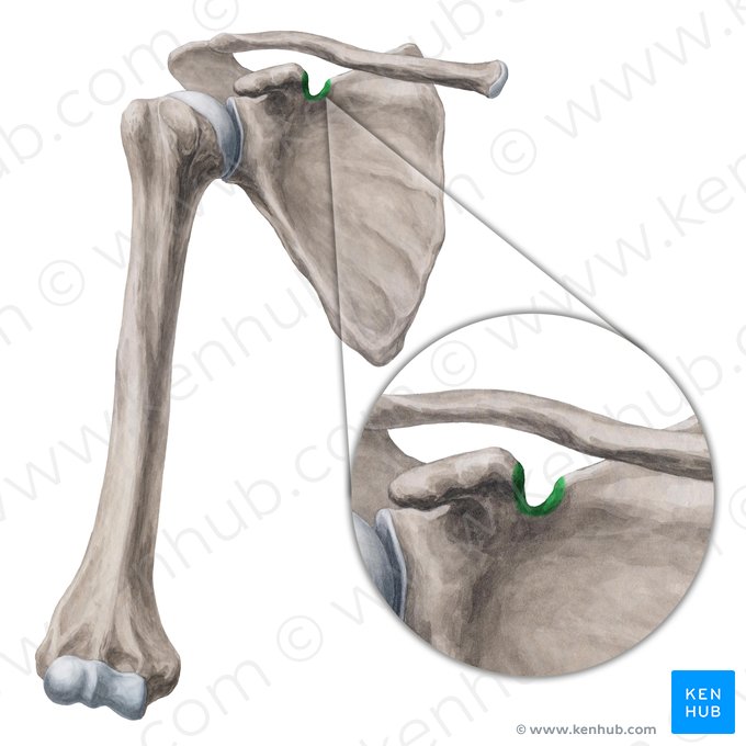 Scapular notch (Incisura scapulae); Image: Yousun Koh