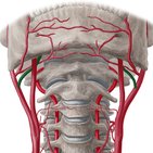 Lingual artery