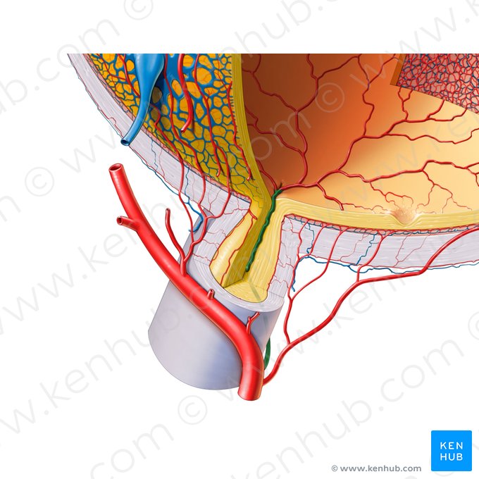 Artéria central da retina (Arteria centralis retinae); Imagem: Paul Kim
