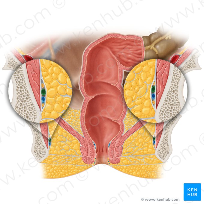 Arteria pudenda interna; Imagen: Samantha Zimmerman