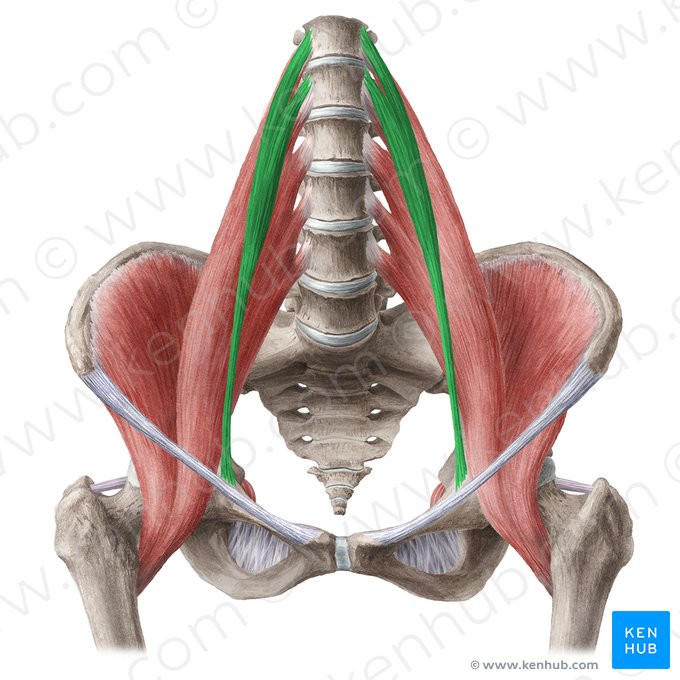 Músculo psoas menor (Musculus psoas minor); Imagen: Liene Znotina