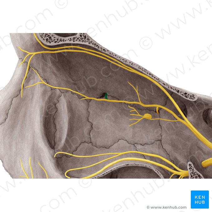 Anterior ethmoidal nerve (Nervus ethmoidalis anterior); Image: Yousun Koh